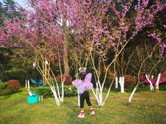 -铁山坪森林公园