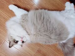 -猫十亿·布偶金渐层·曼基康矮脚猫舍(青年路店)