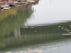 -小绿谷公园