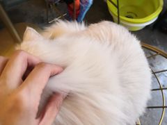 -喵屿·大理花园猫咖