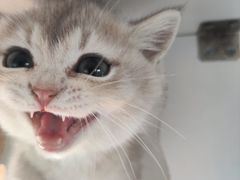 -东方名猫馆·英短金渐层布偶猫舍(环线广场1号楼店)