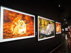 -罗红摄影艺术馆