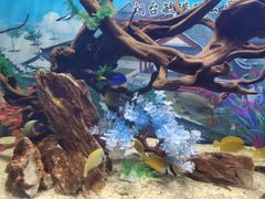 -烟台海昌鲸鲨海洋公园