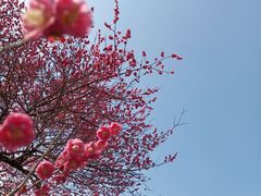 -杭州植物园
