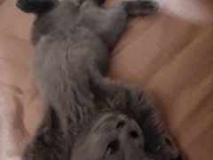 -lincat·猫舍(广州店)