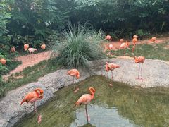 -ZOO COFFEE动物园咖啡(红山森林动物园店)