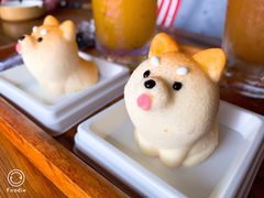 -柴犬高等学院·狗咖·柴犬售卖·宠物训练