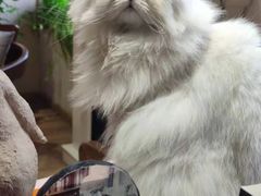 -德瑞姆心理咨询旗舰店