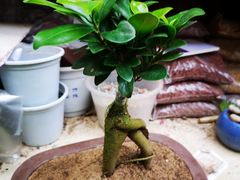 -秦美花卉(天朗·莱茵小城2期店)