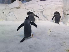 -芜湖新华联大白鲸海洋公园