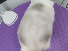 -中农国际动物医院24小时·猫科·骨科·急重症中心