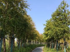 -春花秋色城市公园