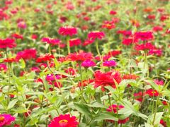 -兰陵国家农业公园