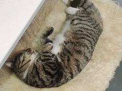 -孙记大碗皮肚面(后宰门店)