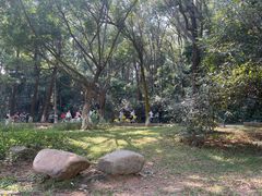 -番禺大夫山森林公园