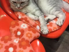 -猫咪博物馆(顶澳仔猫街店)