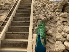 -呀路古热带植物园
