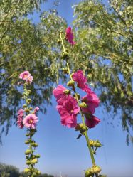 -兰瑜伽·普拉提