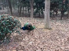 -合肥野生动物园