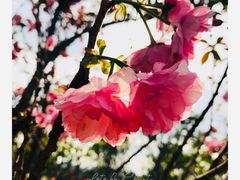 -天适樱花悠乐园