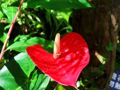 -西双版纳原始森林公园