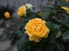 -人民公园(罗湖区)