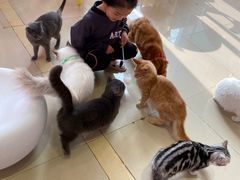 -70cat德文卷毛猫·缅因猫纯种猫舍