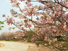 -天适樱花悠乐园