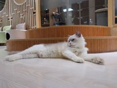 -猫和宫(六道口店)