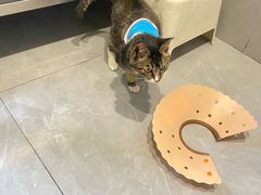 -伟伟宠物医院·CT影像中心·瑞派犬猫综合性门诊(汉口总院)