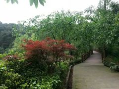 -铁山坪森林公园