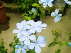 -三圣花乡旅游区