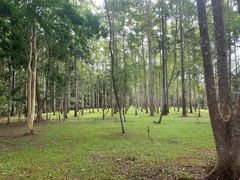 -中国科学院西双版纳热带植物园