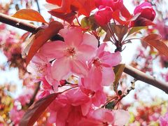 -海棠花溪(元大都城垣遗址公园)