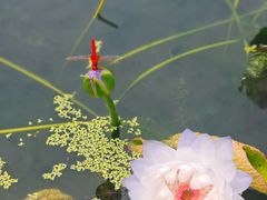 -中国科学院华南植物园