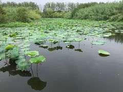 景点-溱湖国家湿地公园