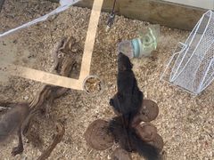 -怪兽屋·羊驼·猫咖·狗咖(俊华广场店)