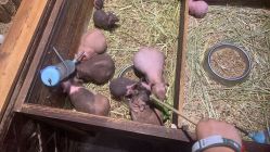 -酷嗒动物文化乐园(cutezoo西溪乐天城店)