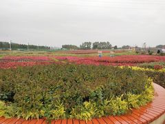 -莲花山花海