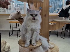 -Heymao猫咖.咖啡厅(东门店)