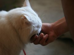 -Babycat私家御饼屋(龙头路一店)