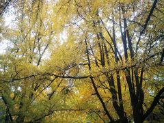 -四川大学(华西校区)