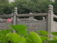 -莲湖公园