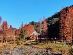 -广州市石门国家森林公园