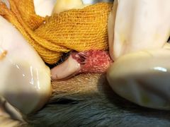 -瑞派旺宝宠物医院·犬猫全科综合·尿道专科(莲兴院)