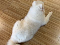 -喵小馆·猫咖狗咖猪咖·饮品店