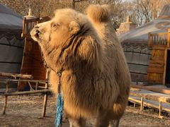 -九十九顶毡房(阜石路店)