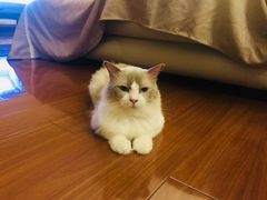 -Bastet sally猫舍购宠(静安店)