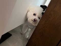 -帕帕拉兹宠物(亚洲旗舰店)