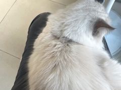 -怪兽屋·羊驼·猫咖·狗咖(俊华广场店)